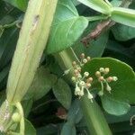 Cissus quadrangularis flower picture by Sindhu Babussmc (cc-by-sa)