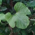 Kedrostis leloja leaf picture by susan brown (cc-by-sa)