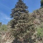 Cupressus sempervirens habit picture by André Holmgren Hopkins (cc-by-sa)