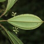 Miconia nutans flower picture by Nelson Zamora Villalobos (cc-by-nc)