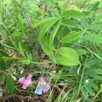 Lathyrus linifolius habit picture by Douglas Scofield (cc-by-sa)