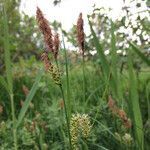 Carex melanostachya flower picture by Шамхалов Магомед (cc-by-sa)