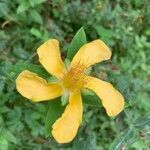 Hypericum ascyron flower picture by Tani Bar (cc-by-sa)