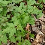 Cardamine diphylla leaf picture by Scott Nottmeier (cc-by-sa)
