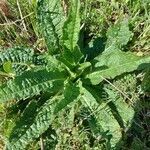 Dipsacus sativus leaf picture by Ricardo (cc-by-sa)