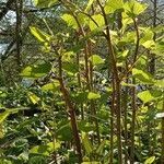 Reynoutria japonica habit picture by Denis Alkan (cc-by-sa)