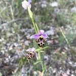 Ophrys fuciflora flower picture by harmassan chassagne (cc-by-sa)