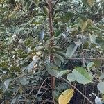 Ficus luschnathiana habit picture by Trap Hers (cc-by-sa)