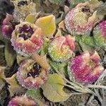 Mesembryanthemum crystallinum fruit picture by fabricekx (cc-by-sa)