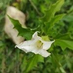 Datura ferox flower picture by Geoffrey Kahala (cc-by-sa)