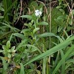 Myosotis scorpioides habit picture by Kai Best (cc-by-sa)
