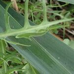 Lactuca tenerrima leaf picture by Llandrich anna (cc-by-sa)