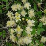 Clematis ligusticifolia flower picture by Monika Kopp (cc-by-sa)