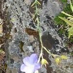Linum narbonense habit picture by Denis SABATIER (cc-by-sa)