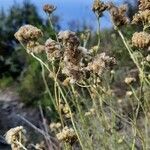 Helichrysum stoechas fruit picture by Comotti Ermanno (cc-by-sa)