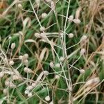 Camelina sativa habit picture by Anja Otto (cc-by-sa)