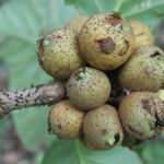 Pentagonia costaricensis fruit picture by Nelson Zamora Villalobos (cc-by-nc)