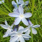 Amsonia ciliata flower picture by K O (cc-by-sa)