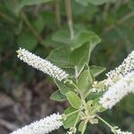 Aloysia virgata flower picture by Muzzachiodi Norberto (cc-by-sa)
