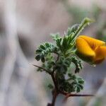 Adesmia polyphylla flower picture by Fabien Anthelme (cc-by-sa)