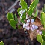 Arctostaphylos patula flower picture by Johnny Poppyseed (cc-by-sa)