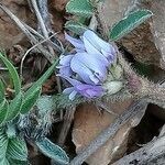 Astragalus sesameus flower picture by Stéphane Mars (cc-by-sa)