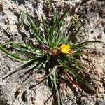 Oenothera punae habit picture by Fabien Anthelme (cc-by-sa)