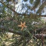 Pinus strobus flower picture by Chris Griggs (cc-by-sa)