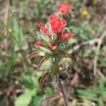 Castilleja nervata flower picture by Shehadi Ramiz (cc-by-sa)