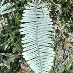 Pecluma sicca leaf picture by Trap Hers (cc-by-sa)