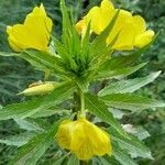 Oenothera scabra leaf picture by Trap Hers (cc-by-sa)