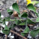 Heterotheca villosa leaf picture by Jack Pommer (cc-by-sa)