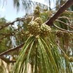 Casuarina equisetifolia fruit picture by Eric Perez (cc-by-sa)