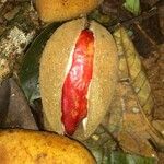 Dussia macroprophyllata fruit picture by SINAC Pérez Greivin (cc-by-sa)