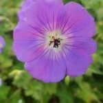 Geranium sylvaticum flower picture by van der Meijs Bas (cc-by-sa)