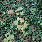 Viburnum opulus habit picture by Daniel Bourget (cc-by-sa)