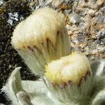 Chersodoma antennaria flower picture by Fabien Anthelme (cc-by-sa)