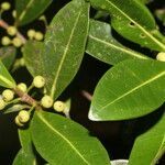 Ficus americana leaf picture by Nelson Zamora Villalobos (cc-by-nc)