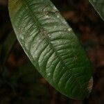 Lecythis idatimon leaf picture by Jean-François Molino (cc-by-sa)