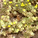 Oxalis frutescens habit picture by Nelson Zamora Villalobos (cc-by-nc)