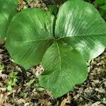 Arisaema triphyllum leaf picture by Ngan MacDonald (cc-by-sa)