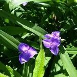 Tradescantia virginiana leaf picture by Andrew Chen (cc-by-sa)