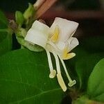 Lonicera nigra flower picture by jeclerencia (cc-by-sa)