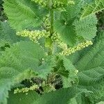 Urtica massaica flower picture by susan brown (cc-by-sa)