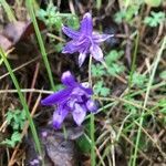 Brodiaea coronaria flower picture by Sya Renee (cc-by-sa)