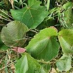 Dombeya rotundifolia leaf picture by Susan Brown (cc-by-sa)