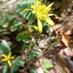 Hieracium racemosum flower picture by Ilaria Mosti (cc-by-sa)