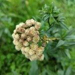 Baccharis douglasii flower picture by Johnny Poppyseed (cc-by-sa)
