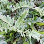 Astragalus sesameus leaf picture by Figueras Tudela (cc-by-sa)