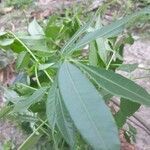 Spondias dulcis leaf picture by MARIA AUXILIADORA ANDRADE (cc-by-sa)
